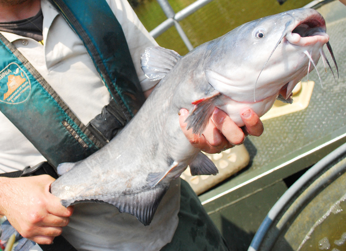 Blue Catfish Invasive and Delicious NOAA Fisheries